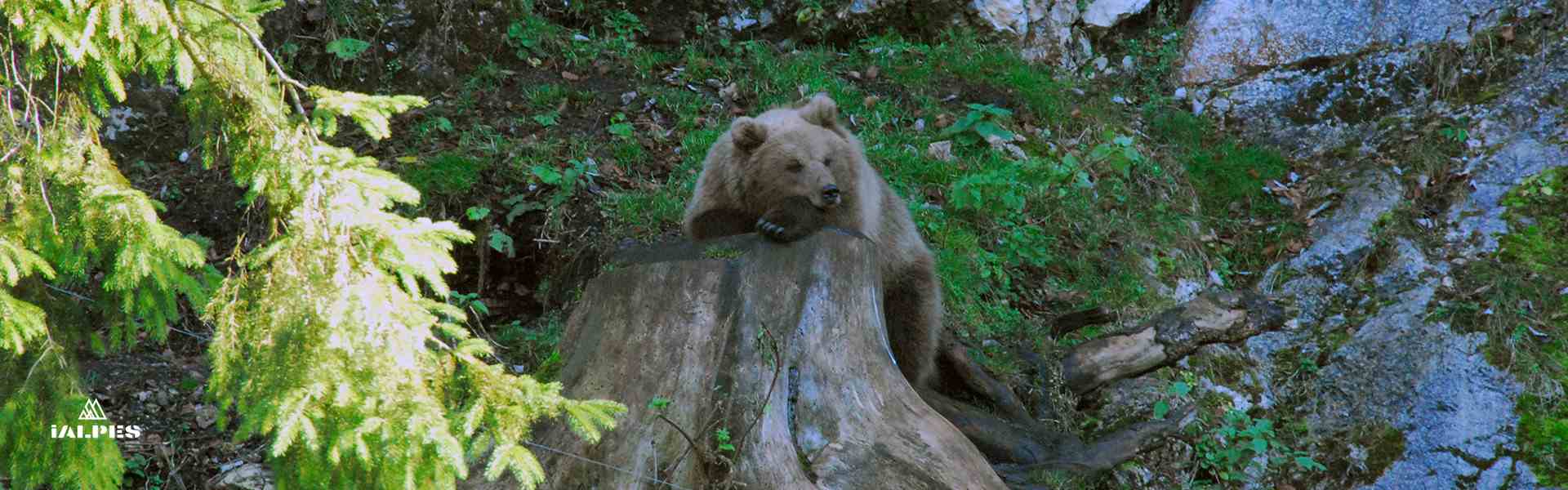 Juraparc, Ours sommeillant
