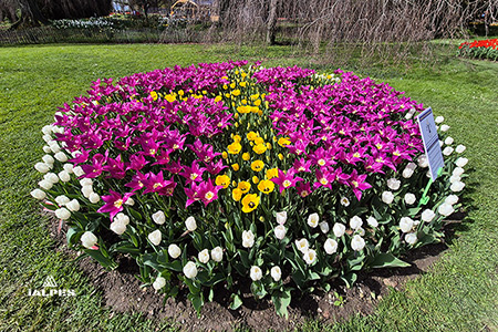 Morges, Fête de la Tulipe