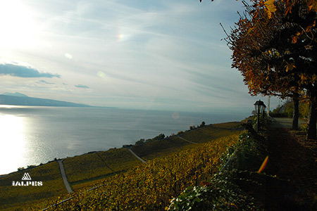 Route du Vignoble canton de Vaud