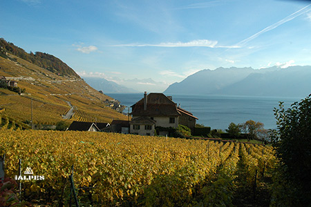 Route du vignoble, Riviéra vaudoise